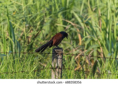 Twitter运营：如何通过Super Follows（超级关注）获取订阅费？-社煤资源网