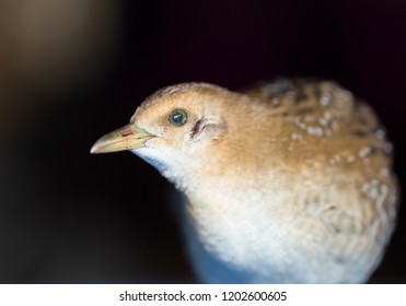 X（原Twitter）账号注册完整教程-社煤资源网