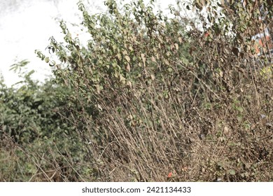 利用热门话题提升X账号流量