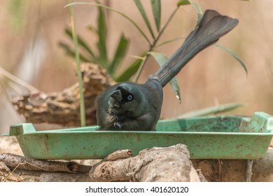 X账号是干什么的？一文读懂Twitter运营的底层逻辑与流量密码-社煤资源网