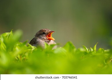 X账号忘记密码重置流程-社煤资源网